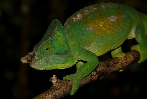 Parson's Chameleon (Calumma parsonii cristifer) in the rainforest of Andasibe