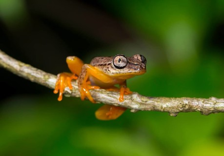 Spotted Madagascar Reed Frog (Heterixalus punctatus)