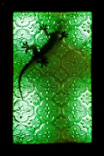 A gecko on a window of green glass