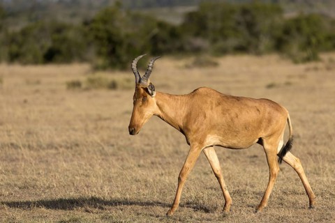 Coke's Hartebeest (Alcelaphus buselaphus cokii) adult