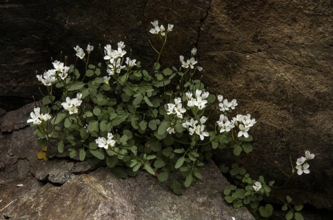 A bitter-cress