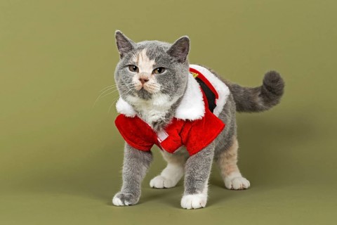 British Shorthair kitten