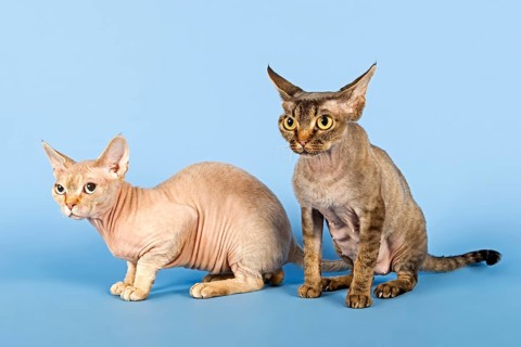 Devon Rex