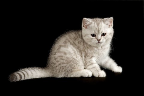 Selkirk Rex