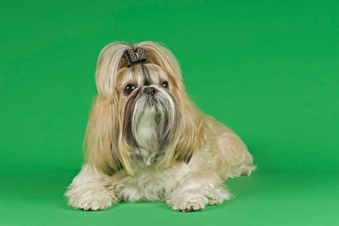 Shih Tzu female