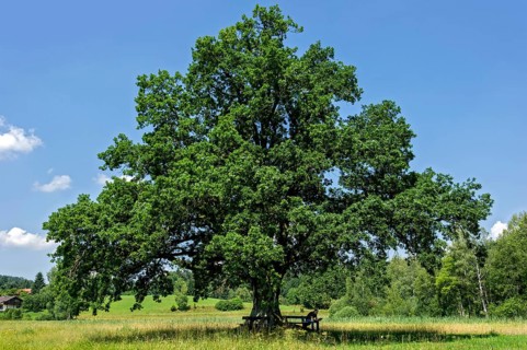 Oak (Quercus)
