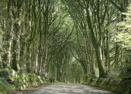 Beech avenue