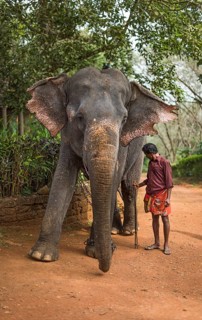 Asian Elephant (Elephas maximus)