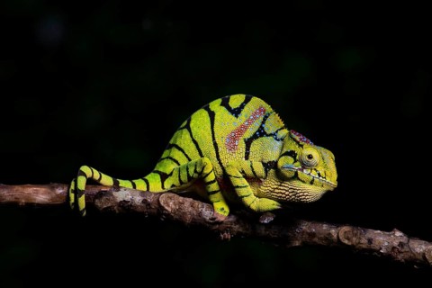 Glam-rock chamaleon (Furcifer timoni)