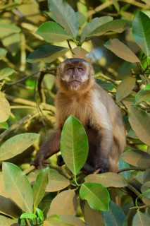 Tufted Capuchin (Cebus apella)