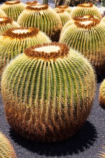 Giant Barrel Cactus (Echinocactus platyacanthus)