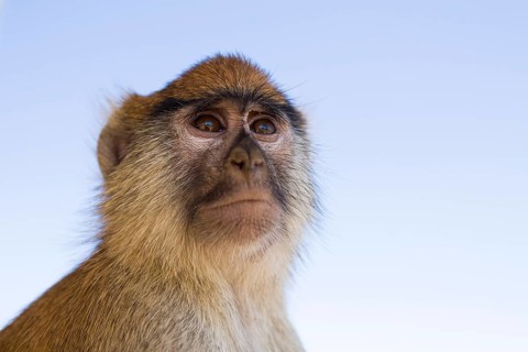 Patas Monkey (Erythrocebus patas)