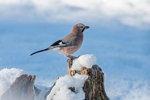 Jay (Garrulus glandarius)