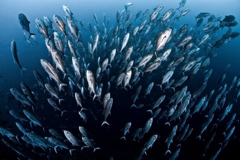 School of bigeye trevally fish (Caranx sexfasciatus) swimming towards the surface