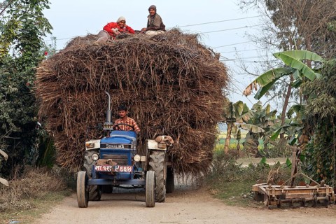 Tractor with trailer loaded with reeds in Sauraha