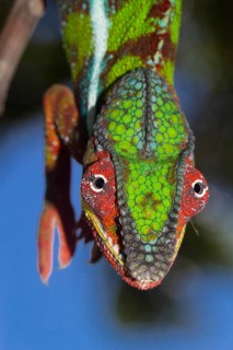 Panther Chameleon (Furcifer pardalis)