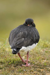 Eurasian Oystercatcher (Haematopus ostralegus) adult