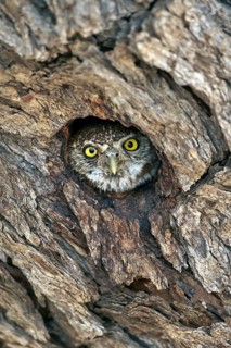 Pearl-spotted Owlet (Glaucidium perlatum) adult