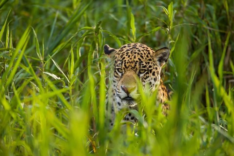 Jaguar (Panthera onca)