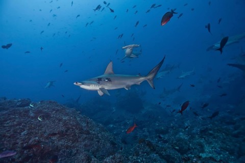 Scalloped Hammerhead Shark (Sphyrna lewini)