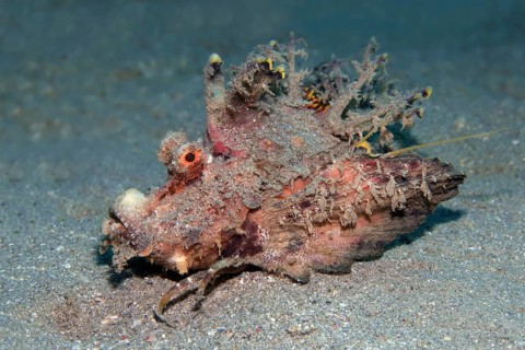 Filament-finned stinger (Inimicus filamentosus)