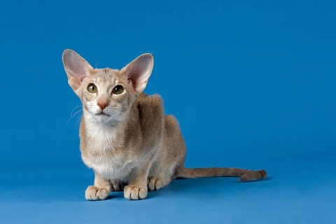 Oriental Shorthair cat