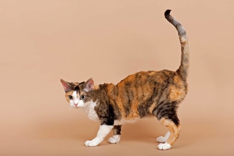 Devon Rex cat