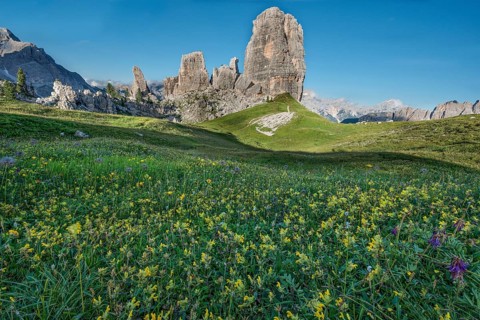 Cinque Torri with blue sky and a meadow of yellow flowers in the foreground