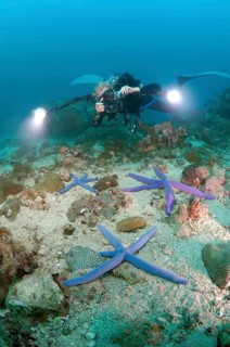 Woman diver photographing Blue Star starfish (Linckia laevigata)