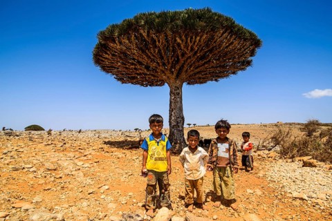 Local children in front of a Socotra Dragon Tree or Dragon Blood Tree (Dracaena cinnabari)