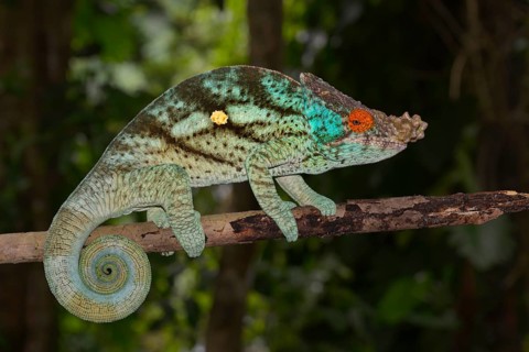 Parson's Chameleon (Calumma parsonii)