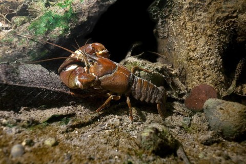 Signal crayfish (Pacifastacus leniusculus) in a mussel field