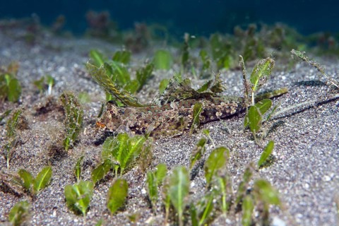 Kuiter's dragonet