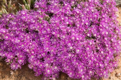 Hairy Dewflower (Drosanthemum hispidum)
