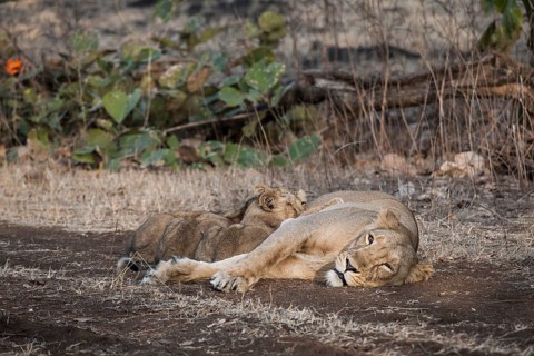 Asiatic lion (Panthera leo persica)