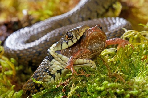 Barred grass snake (Natrix helvetica)