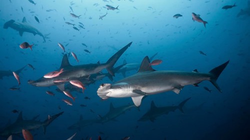 Scalloped Hammerhead Sharks (Sphyrna lewini)