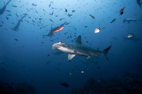 Scalloped Hammerhead Shark (Sphyrna lewini)
