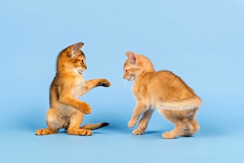 Two Abyssinian kittens