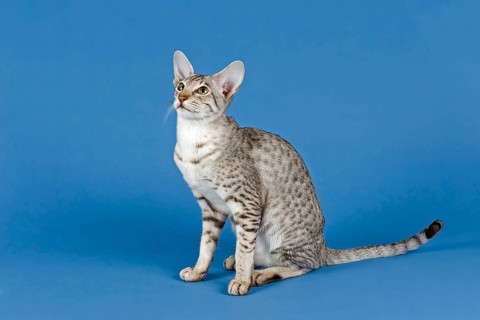 Pedigree cat