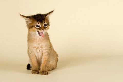 Somali kitten