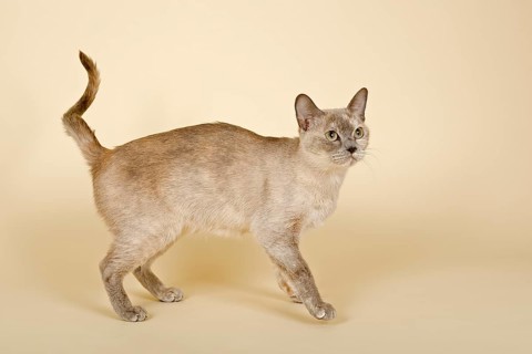 Tonkinese cat