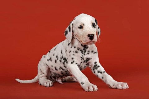 Dalmatian