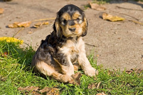 Cocker Spaniel