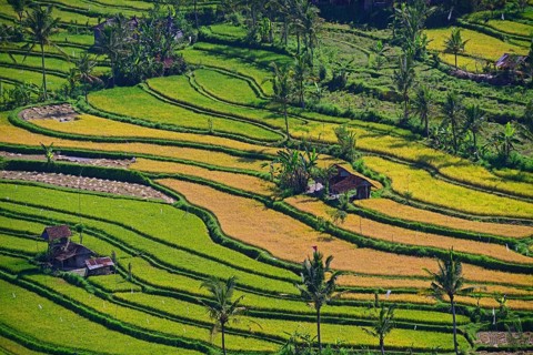 Rice paddies and rice terraces