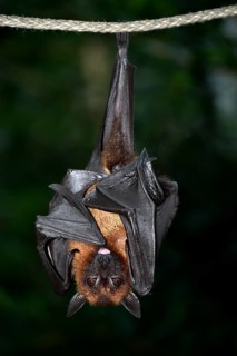 Flying Fox (Pteropus sp.)