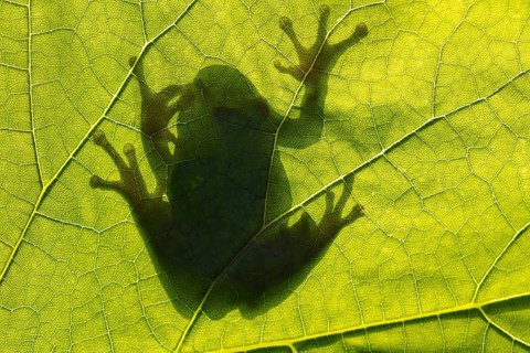 Tree Frog (Hyla arborea)