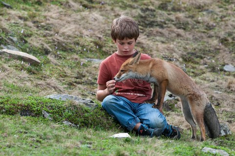 Boy feeding a vixen
