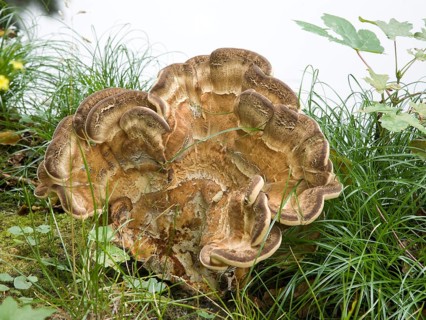 Giant Polypore or Black-staining Polypore (Meripilus giganteus)