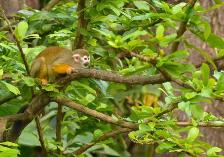Squirrel Monkey (Saimiri sp.) on a tree branch